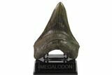 Serrated, Fossil Megalodon Tooth - Georgia #135912-2